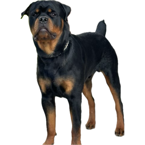 Arnold the Rottweiler mascot